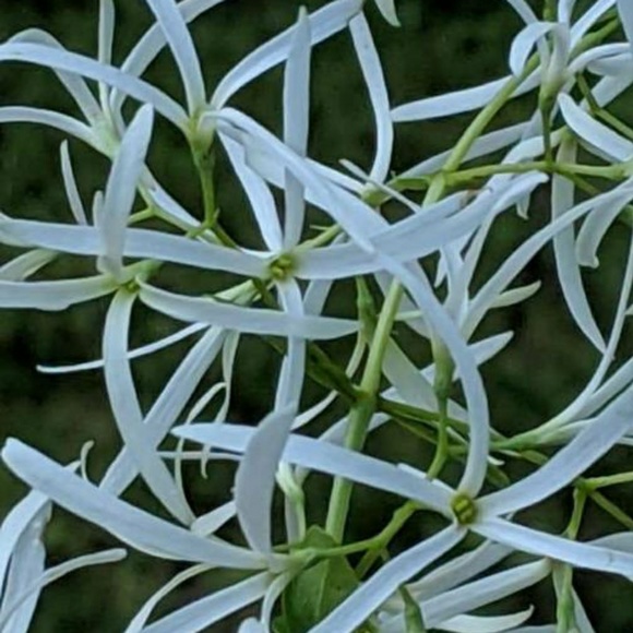 Meet your Posher, Jessica - Picture 1 of 1